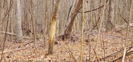 48 acres Prime Hunting with scenic Building Site Peebles OH - image 11
