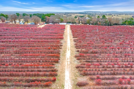 Blueberry Farm With Acreage For Sale In Henderson County - image 24