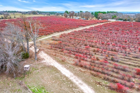 Blueberry Farm With Acreage For Sale In Henderson County - image 31
