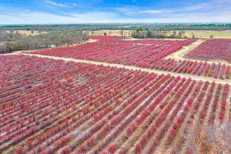 Blueberry Farm With Acreage For Sale In Henderson County - image 26