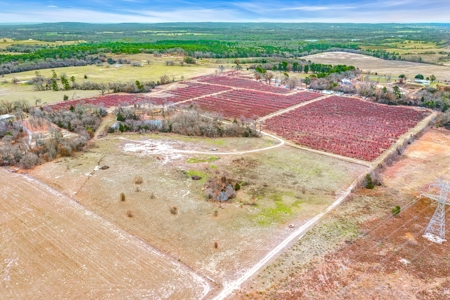Blueberry Farm With Acreage For Sale In Henderson County - image 22