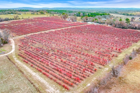 Blueberry Farm With Acreage For Sale In Henderson County - image 32