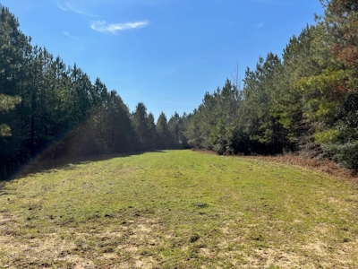 Land With Hunting Acreage For Sale In Wilcox County - image 27