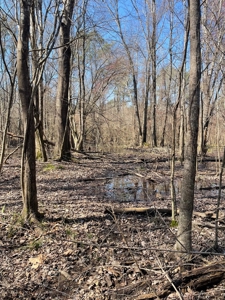 Land With Hunting Acreage For Sale In Wilcox County - image 24
