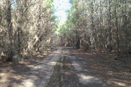 Land With Hunting Acreage For Sale In Wilcox County - image 1