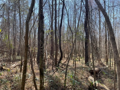 Land With Hunting Acreage For Sale In Wilcox County - image 29