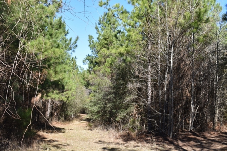 Land With Hunting Acreage For Sale In Wilcox County - image 12