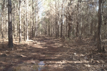 Land With Hunting Acreage For Sale In Wilcox County - image 2
