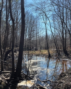 Land With Hunting Acreage For Sale In Wilcox County - image 14