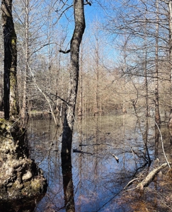 Land With Hunting Acreage For Sale In Wilcox County - image 18