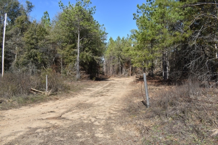 Land With Hunting Acreage For Sale In Wilcox County - image 9