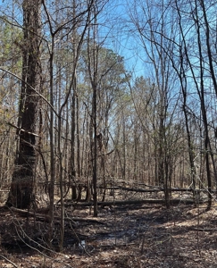Land With Hunting Acreage For Sale In Wilcox County - image 15
