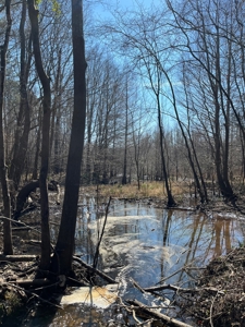 Land With Hunting Acreage For Sale In Wilcox County - image 23