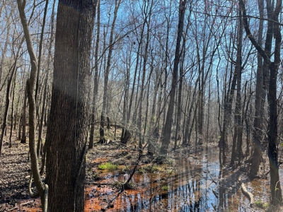 Land With Hunting Acreage For Sale In Wilcox County - image 19