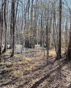 Land With Hunting Acreage For Sale In Wilcox County - image 17