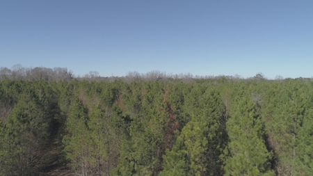 Land With Hunting Acreage For Sale In Wilcox County - image 7