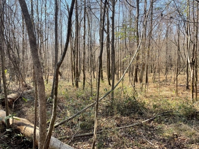 Land With Hunting Acreage For Sale In Wilcox County - image 28