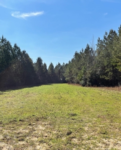 Land With Hunting Acreage For Sale In Wilcox County - image 13
