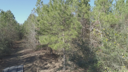 Land With Hunting Acreage For Sale In Wilcox County - image 8