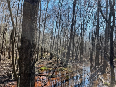 Land With Hunting Acreage For Sale In Wilcox County - image 35