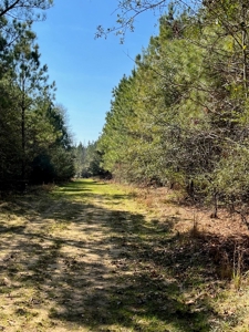 Land With Hunting Acreage For Sale In Wilcox County - image 26