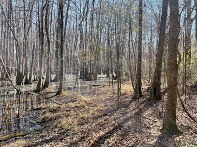 Land With Hunting Acreage For Sale In Wilcox County - image 21