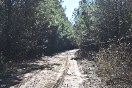 Land With Hunting Acreage For Sale In Wilcox County - image 11