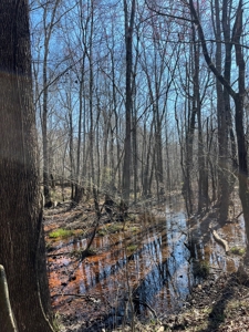Land With Hunting Acreage For Sale In Wilcox County - image 25