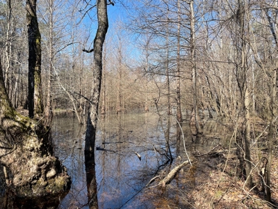 Land With Hunting Acreage For Sale In Wilcox County - image 20