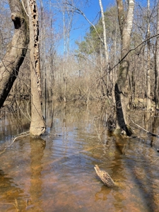 Land With Hunting Acreage For Sale In Wilcox County - image 22