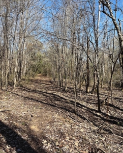 Land With Hunting Acreage For Sale In Wilcox County - image 16