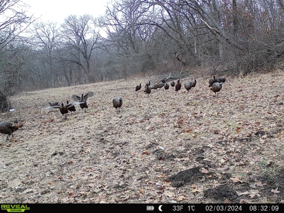 Southern Iowa Hunting & Recreational Land For Sale - image 17