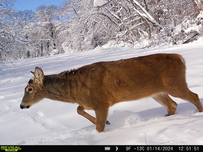 Southern Iowa Hunting & Recreational Land For Sale - image 25