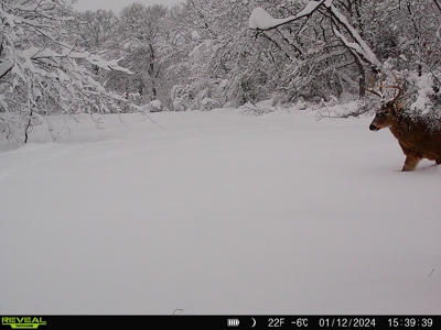 Southern Iowa Hunting & Recreational Land For Sale - image 24