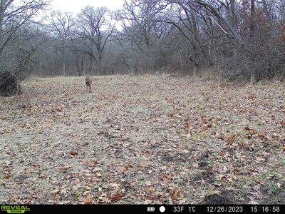 Southern Iowa Hunting & Recreational Land For Sale - image 13