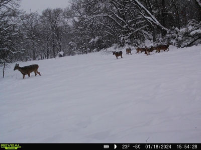 Southern Iowa Hunting & Recreational Land For Sale - image 23