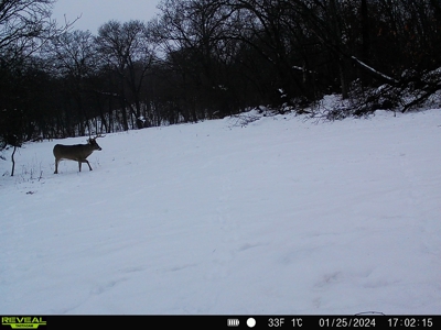 Southern Iowa Hunting & Recreational Land For Sale - image 22