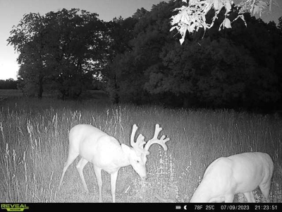 Southern Iowa Hunting & Recreational Land For Sale - image 21