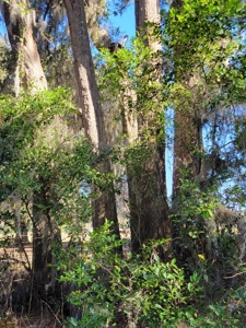 Commercial Zoned Property In High Springs Florida - image 7