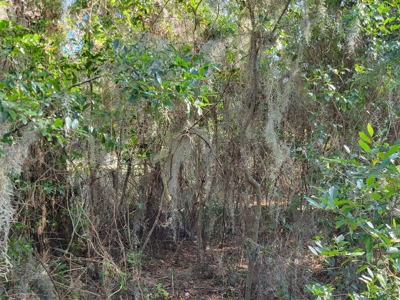 Commercial Zoned Property In High Springs Florida - image 6