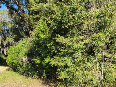 Commercial Zoned Property In High Springs Florida - image 5