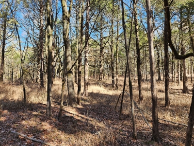 Sardis Lake - 10 Acres - image 8