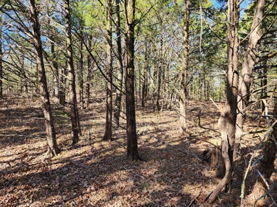 Sardis Lake - 10 Acres - image 11