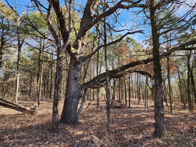 Sardis Lake - 10 Acres - image 7