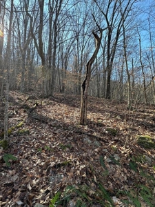 49.5 Acres for sale in Eidson Tennessee - image 31