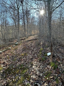 49.5 Acres for sale in Eidson Tennessee - image 41