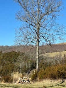 49.5 Acres for sale in Eidson Tennessee - image 45