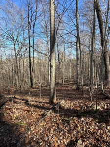 49.5 Acres for sale in Eidson Tennessee - image 32