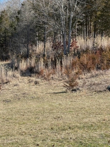 49.5 Acres for sale in Eidson Tennessee - image 5