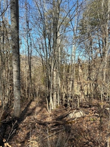49.5 Acres for sale in Eidson Tennessee - image 39